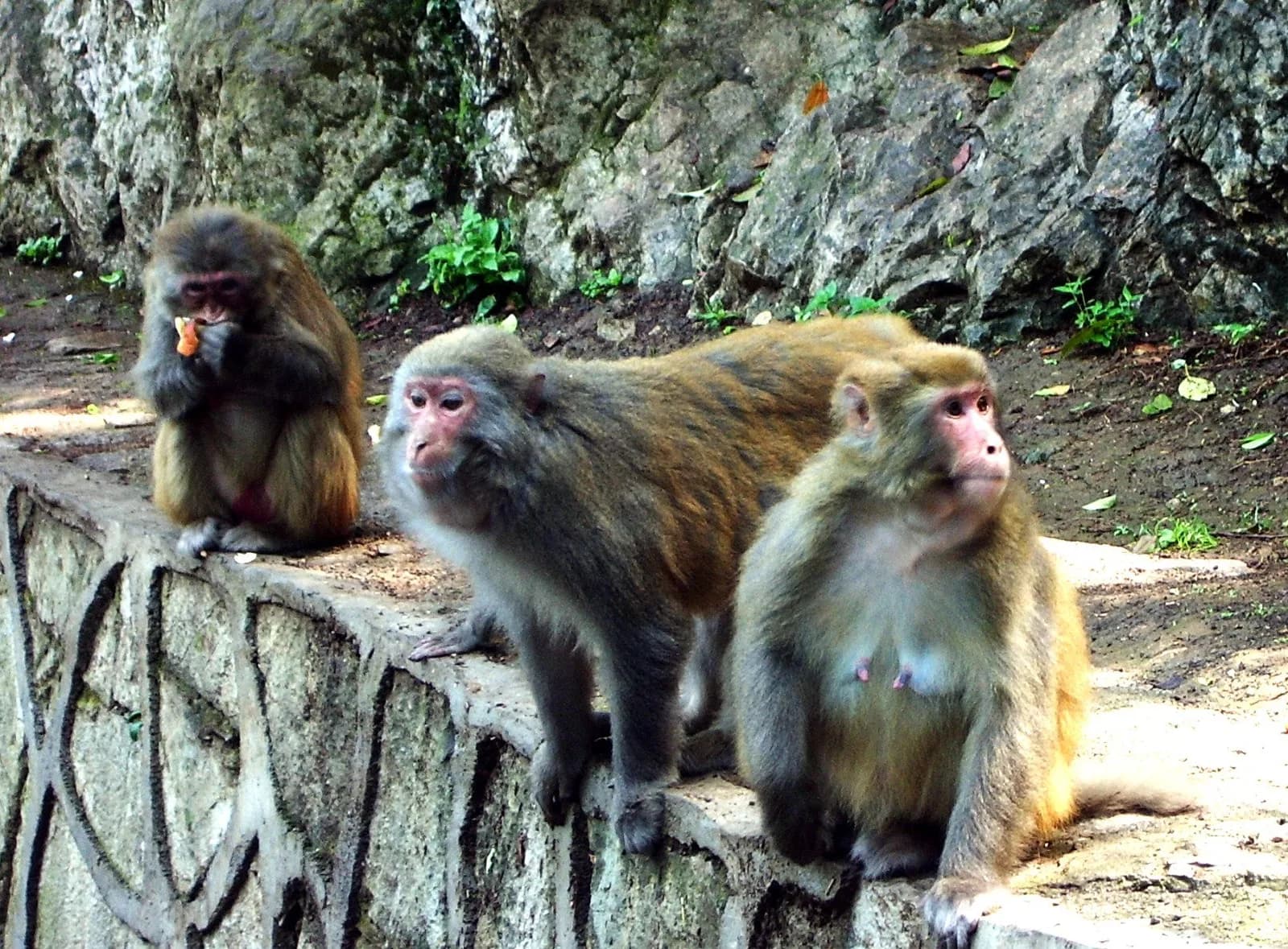 A wild rhesus macaque sitting on a stone ledge in the forest of Qianling Mountain, Guiyang
